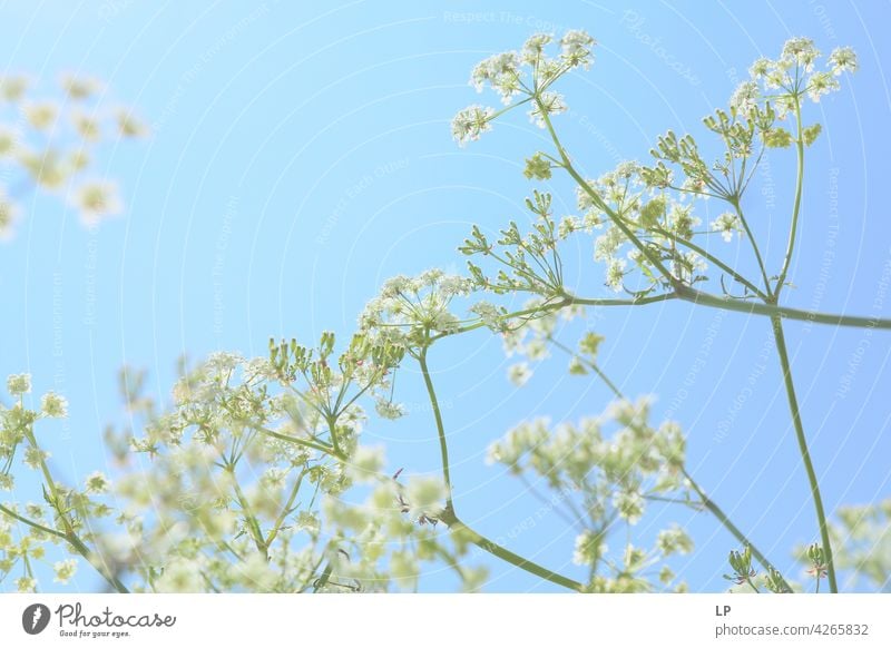 background of white flowers Sky Field Feminine Warmth Firm Hope Freedom Contrast Low-key Mysterious Dream Emotions calmness tranquil Calm Senses Contentment