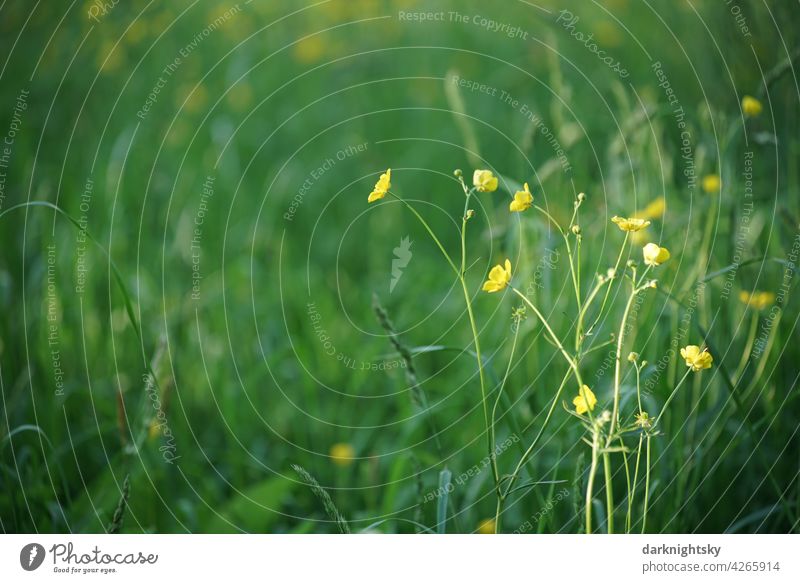 Flower meadow with green, fresh grasses and yellow flowering buttercups (Ranunculus) ranunculus Spring romantic Floral flat laying Florist Copy Space Crowfoot