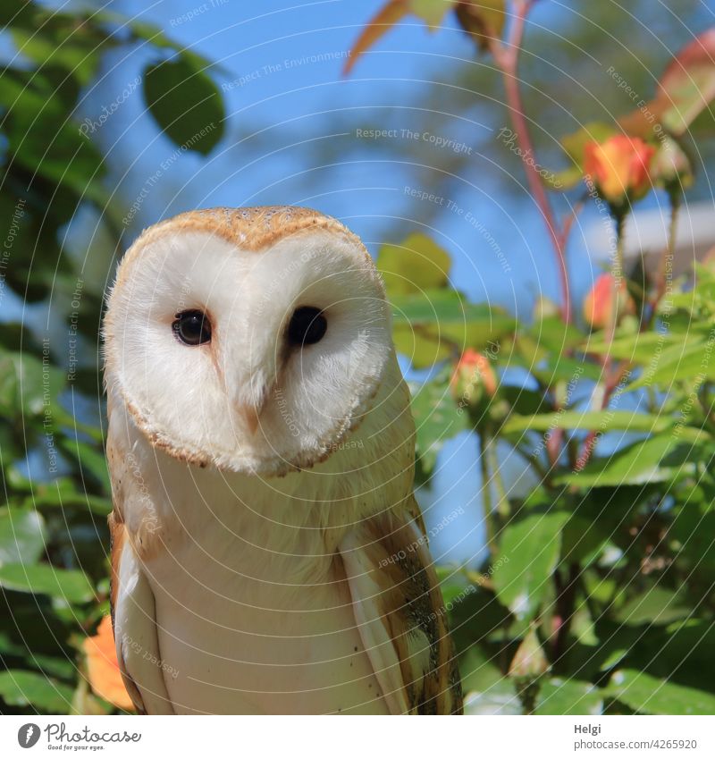 Barn owl... Bird Vail heart-shaped face nocturnal falconry Close-up Bird of prey Animal Nature Deserted Exterior shot Colour photo Hunter predator out Plant