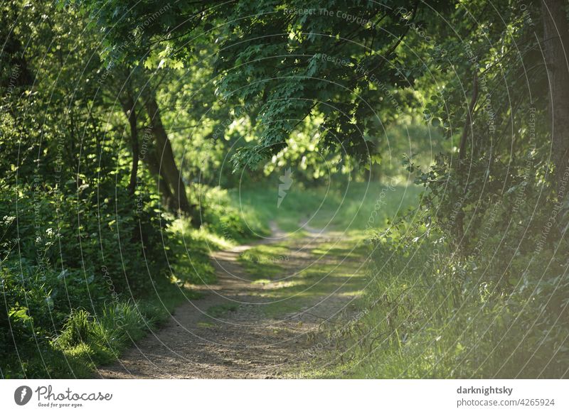 Path through a forest in sunshine and springtime Spring off Tree Grass Hiking Forest Environment Landscape Nature Green Exterior shot Summer naturally Footpath