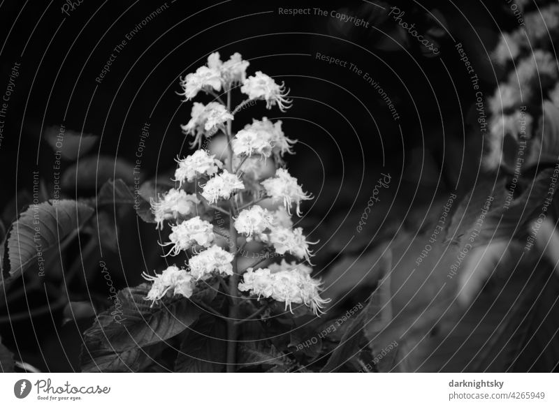 Inflorescence of the chestnut in black and white, Castanea Copy Space right Deserted Colour photo Exterior shot Copy Space left Beer garden Spring classical