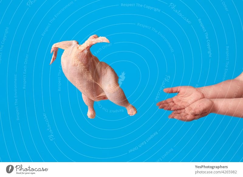 Raw chicken flying from woman hands, isolated on blue background. Meat consumerism concept agriculture animal away bird broiler colored consumption cooking