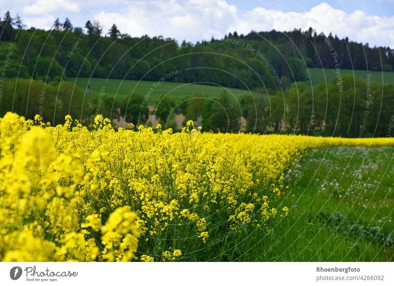Rape field in bloom on a sunny day in May Canola Canola field Field Yellow Oilseed rape oil Blossoming Season Sun Rhön Thuringia warm wax acre Sky trees Forest