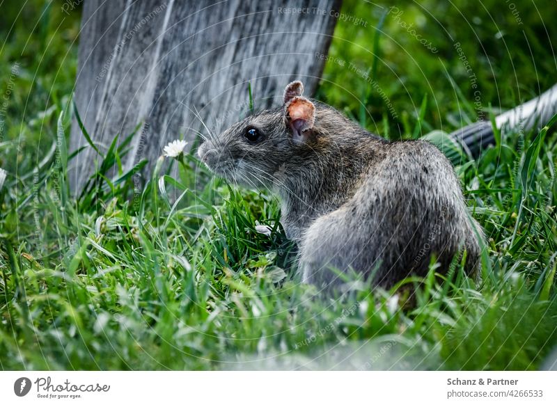 Norway rat in the garden Rat Rats Garden Grass Meadow Lawn pest Plagues rodent Green Nature Exterior shot