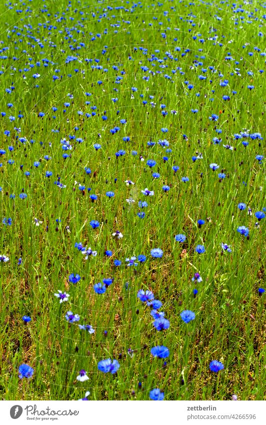 Meadow with cornflowers acre Blue Blue flower Flower Field spring Spring Cornflower clearing Nature Romance romantic Summer Growth Wild wild meadow cyans