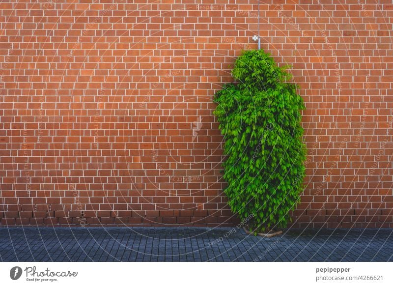 green tree in front of red brick wall Tree Plant Wall (building) red wall Red Facade Wall (barrier) Building Exterior shot Colour photo Deserted