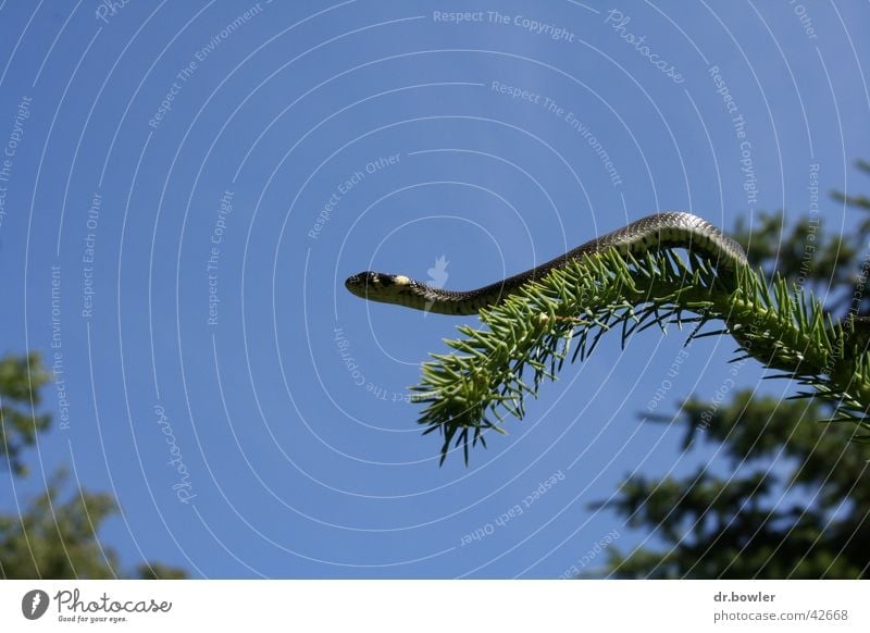 Snake_on_tree Ring-snake Coniferous trees Spruce Climbing