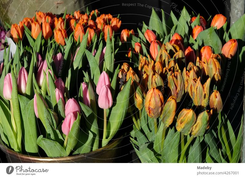 Tulips with green leaves in the sunshine at the weekly market at the Konstablerwache in Frankfurt am Main in Hesse Flower Blow tulipa Plant genus Green Leaf