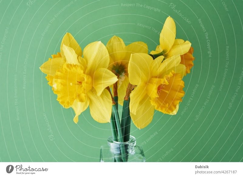 Narcissus flowers in vase on green background narcissus daffodil bouquet yellow copy space spring summer blossom nature beautiful easter creative minimal