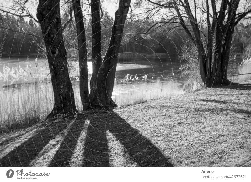 bunches of trees Tree Tree trunk Shadow shadow cast Drop shadow bank Lakeside reed Winter Ice frozen Sunlight Beautiful weather Back-light silent Frost Nature