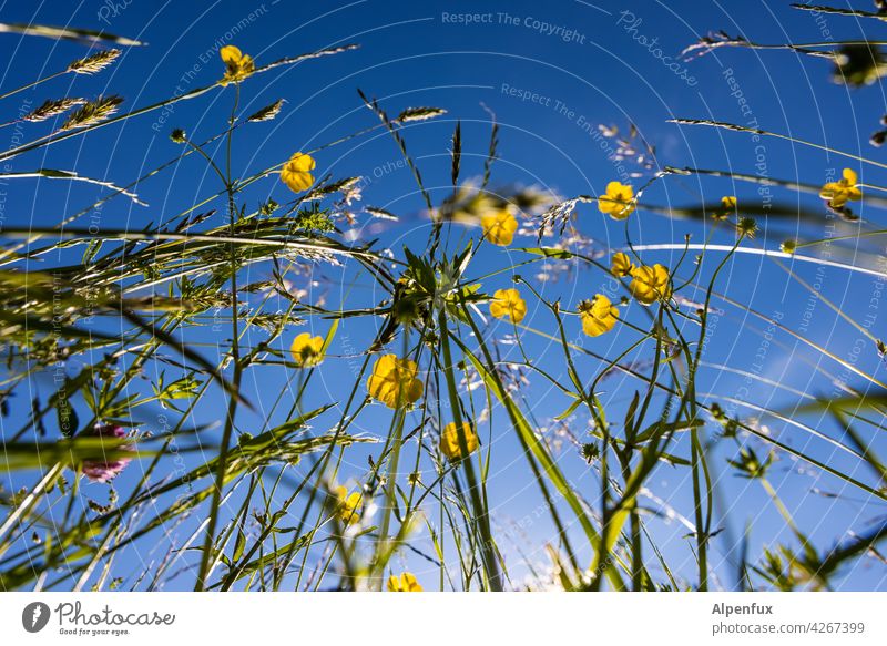 Allergy nightmare Meadow Meadow flower Flower Blossom Summer Flower meadow Spring Exterior shot Colour photo Nature Deserted Blossoming Plant Garden Green Grass