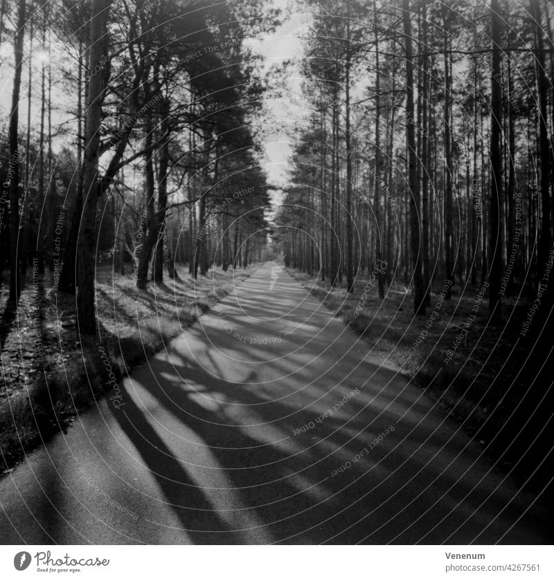 Bike path in the forest,Lomography photography, analog medium format Way Light Shadow tree trees Season Germany afternoon cycleway bike lane bike path