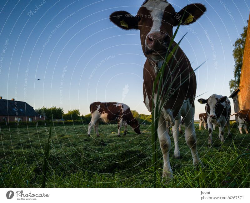 Curious cow Curiosity inquisitorial curious Observe Looking portrait Cow Willow tree Idyll idyllically Village Village idyll Animal Meadow Farm animal
