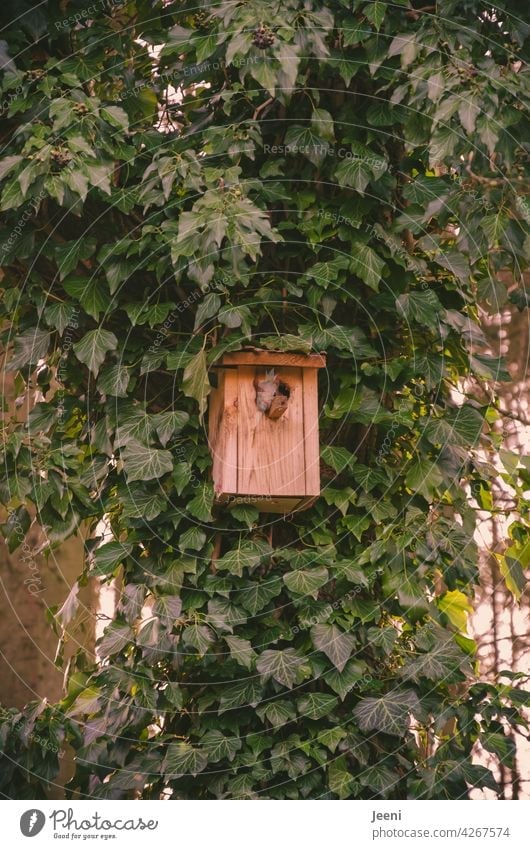 Housing shortage at every corner | Bird nest box is inhabited by the little squirrel, it looks out relaxedly Squirrel House (Residential Structure) aviary