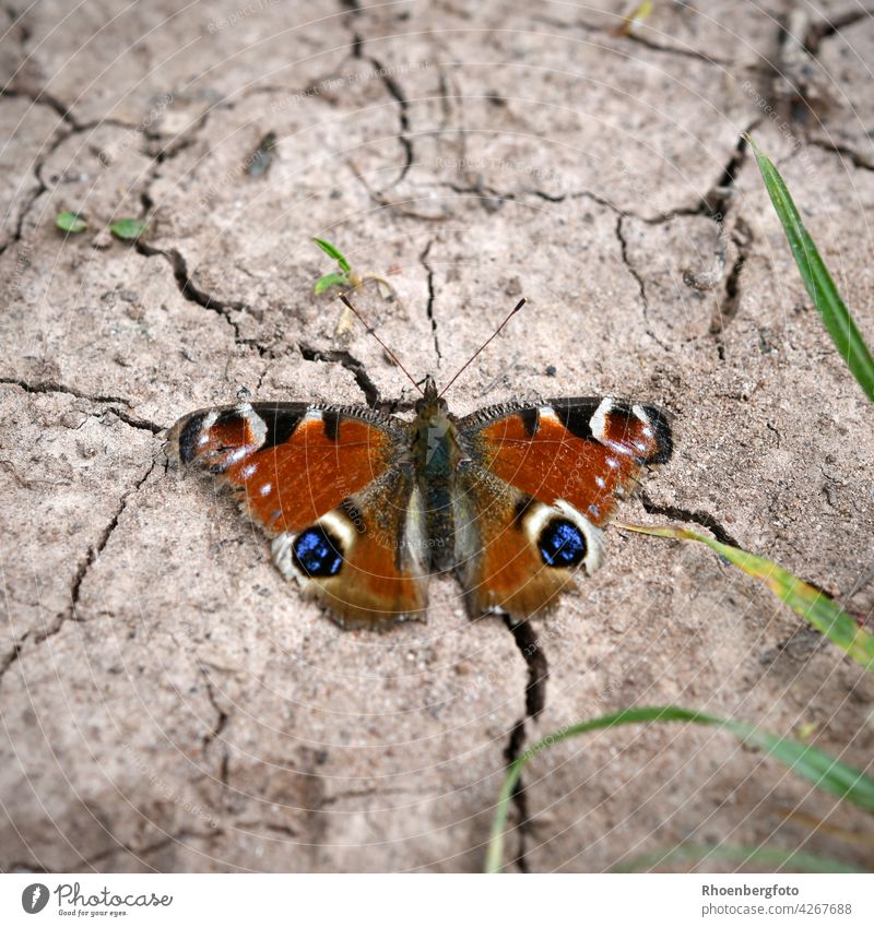 Peacock butterfly on a dried field floor Aglais io aglais Butterfly Flying Grand piano Earth Ground Field acre Dry Shriveled Drought warm ardor heat wave