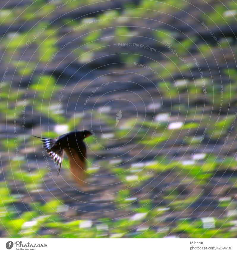 Barn swallow hunting insects Migratory bird House Swallow Swallowbird rustic hirundo flight Flying Swallowtail Tail skewers Forked dovetail Speed Fencer