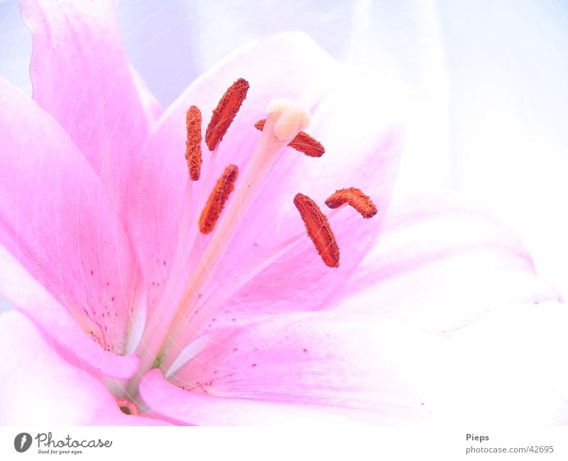 Pink lily flower (2) Colour photo Interior shot Copy Space right Day Summer Plant Flower Blossom Blossoming Fresh Transience Lily Delicate Garden Blossom leave