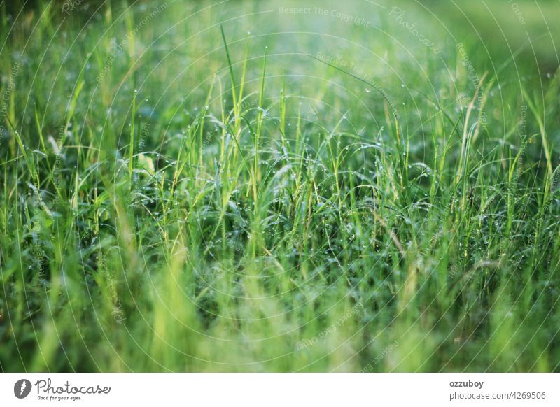 Fresh grass with dew drops morning green nature background water closeup spring growth meadow freshness light sun field environment natural summer lawn vibrant