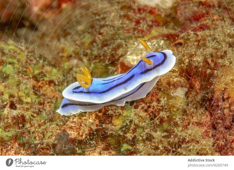 Colorful nudibranch crawling on reef in seawater mollusk coral cromodoris willani blue fauna underwater gastropod marine habitat specie rhinophore slug wildlife