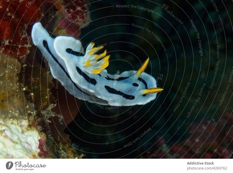 Translucent nudibranch mollusk crawling on sea bottom rhinophore specie white coral translucent undersea fauna seawater gastropod habitat reef slug cerata
