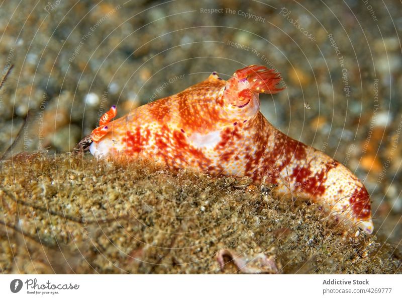 Orange nudibranch sitting on natural reef mollusk gastropod orange undersea habitat slug marine fauna creature ecosystem bright specie coral colorful red