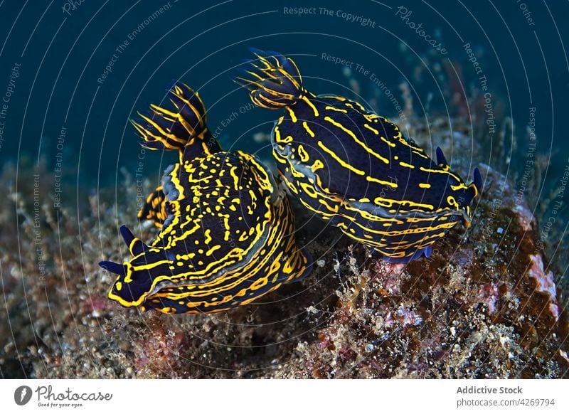 Sea slugs with gills swimming in pure water mollusk nudibranch animal gastropod fauna marine underwater exotic carnivore tropical ornament black yellow stripe