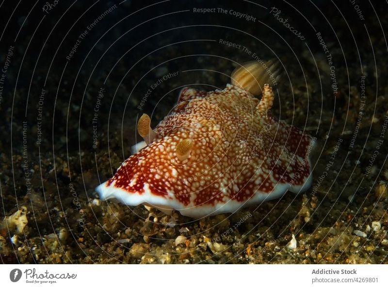 Nudibranch on rough bottom in sea water mollusk nudibranch animal fauna gastropod carnivore aqua habitat ornament sea slug ocean predator underwater tentacle