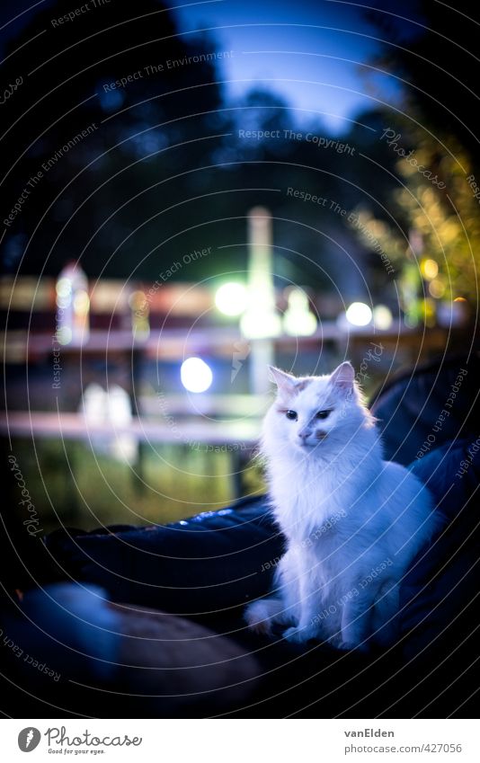 The Queen acknowledges a new day Garden Sofa Hair Animal Pet Cat 1 Think Looking Sit Cool (slang) White Self-confident Calm Independence Colour photo