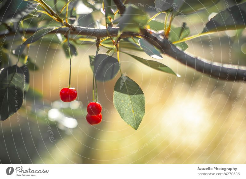 Ripe cherries under the bright morning sunlight vitamin cherry branch delicious tree leaf leaves minimalism vegan healthy nutrition diet sour cherry raw food