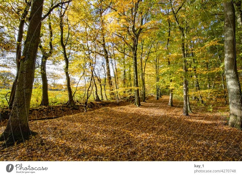 Deciduous forest in autumn Autumn Autumnal Autumn leaves Autumnal colours Early fall Automn wood autumn mood trees Forest Clearing Edge of the forest Field