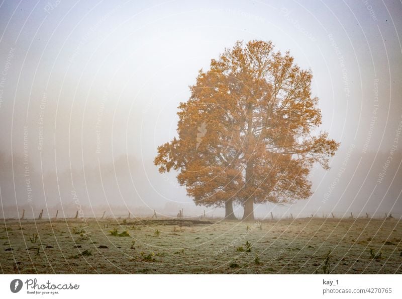 Two trees in a field on a foggy November morning Tree Fog Misty atmosphere Shroud of fog late autumn Autumn Autumn leaves Autumnal weather autumn mood Field