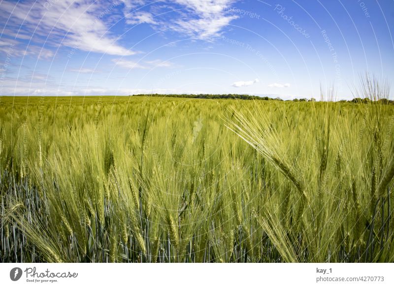 Cereal field in May under blue sky Grain Field Grain field corn stalk cereal fields cereal cultivation Summer Agricultural crop Cornfield Agriculture Nature