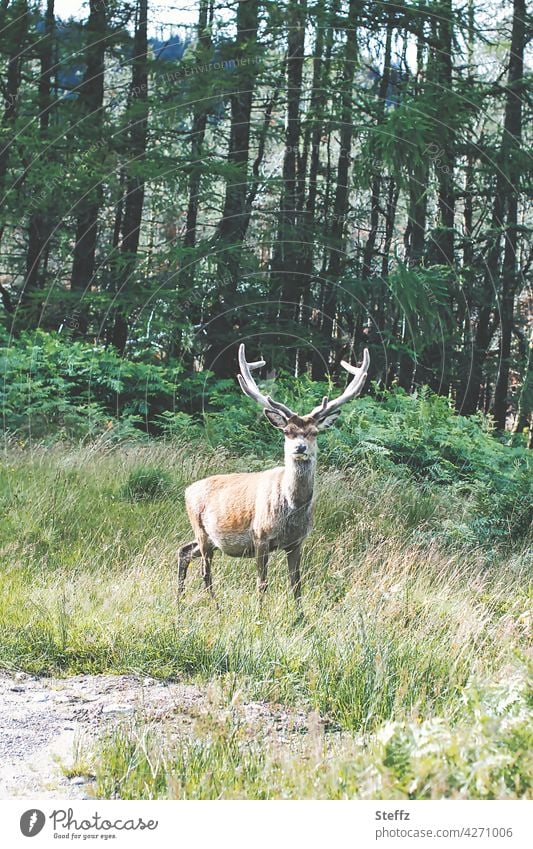 Monarch of the Glen stag Red deer Scotland Scottish Free-living Edelhirsch stag's antlers Freedom Idyll tranquillity Encounter silent encounter Wild animal