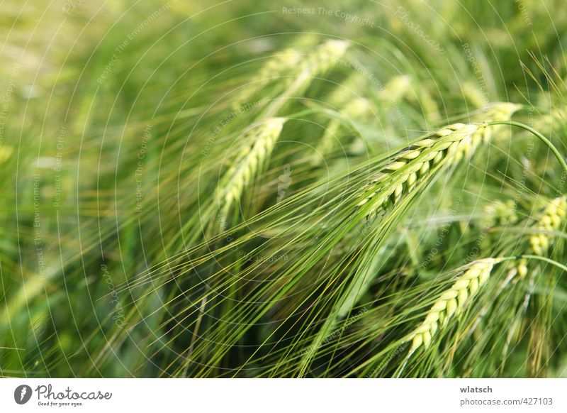 grains Food Grain Nutrition Organic produce Agriculture Forestry Nature Landscape Field Environment Gold Cornfield Wheat plant Farmer Eating Barley Barleyfield