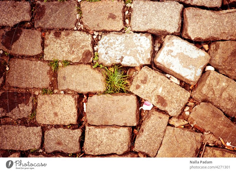 Plant in Brussels pavement Analog Analogue photo Colour Colour photo Stone disorder Pattern Gray Green Street Exterior shot Deserted Town