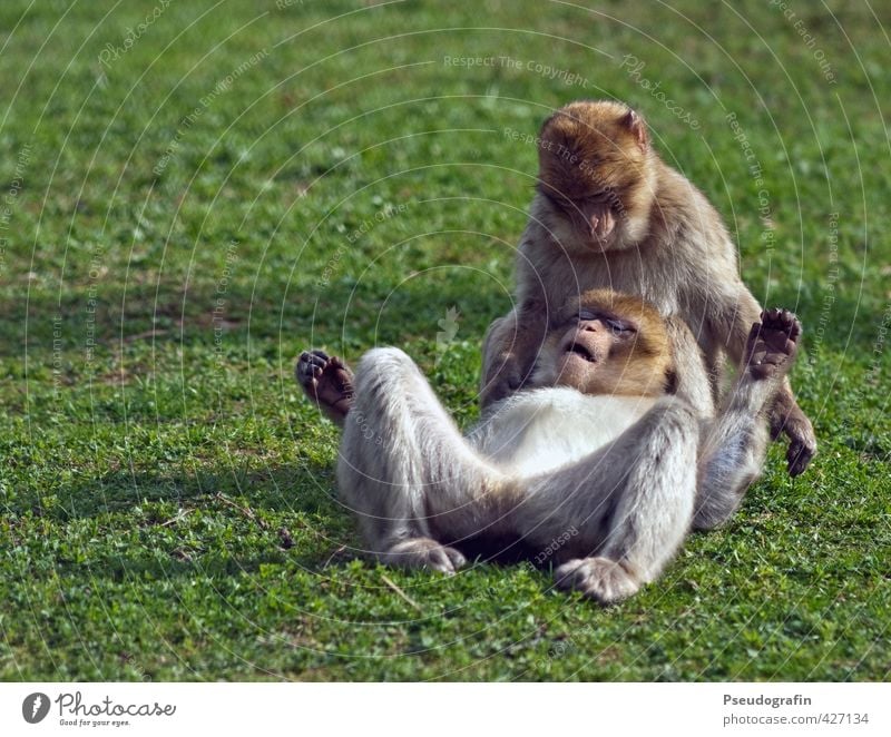 Two monkeys Zoo Animal Wild animal Animal face Pelt Paw 2 Pair of animals Touch Relaxation To fall To hold on To enjoy Crouch Lie Together Cute Contentment