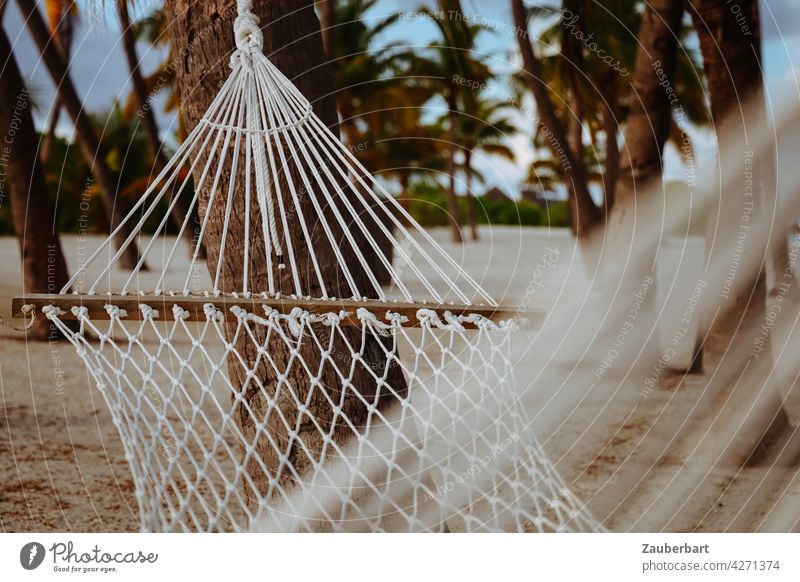 Hammock hanging from palm trees on a beach in the Maldives Beach palms relaxation chill vacation Relaxation Summer Vacation & Travel Exterior shot Paradise