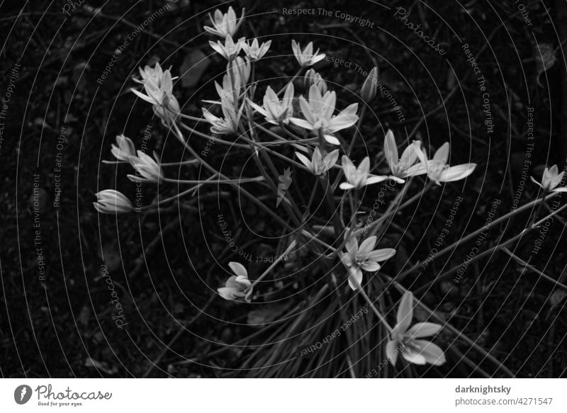 Chickweed, Stellaria, flower in the forest stellaria Sternmiere chickweed Grayscale flowers Forest blossoms starry white bright Flower blurriness Close-up