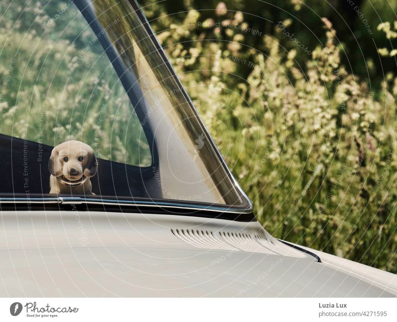 Wiggle wiggle, in style in vintage car with spring lights loose dachshunds wobbling Car Things Driving Vintage car Transport Old Cream pretty Vehicle Retro