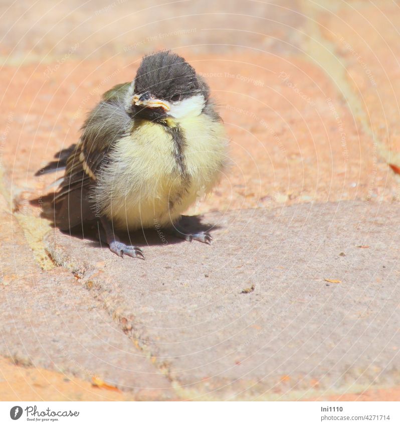 young great tit looks for "food on wings" bird species Tit species Young bird Tit mouse cub clumsy Chick Featherballs feeding Defiant Diminutive Paving stone
