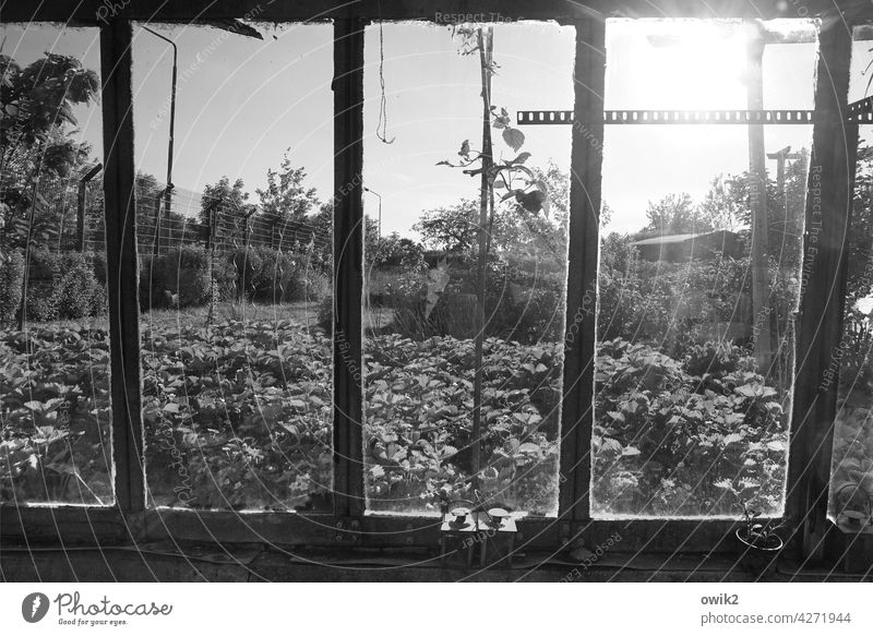 window front Greenhouse Transparent Glass wall Detail Window Garden Metal Bushes Plant Spring Old Ravages of time Black & white photo Environment Horticulture