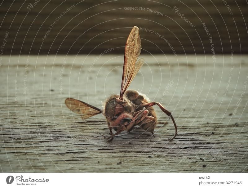 The way of all life hornet dead Insect Insect Death Close-up pass away End die of insects Transience Dead animal Window board sad Grand piano upright dignified