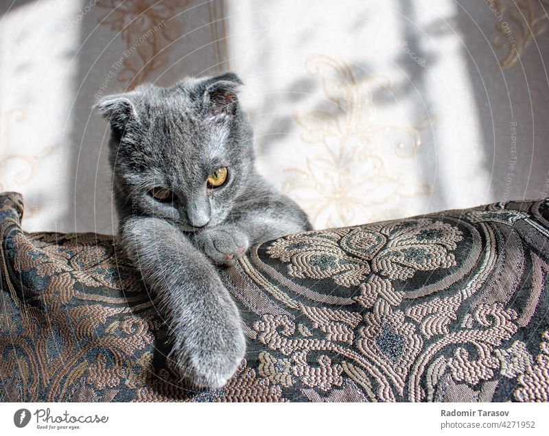 lop-eared gray cat lying on the sofa cute pet fur purebred small fluffy animal portrait eye scottish beautiful domestic face care young sitting feline whisker
