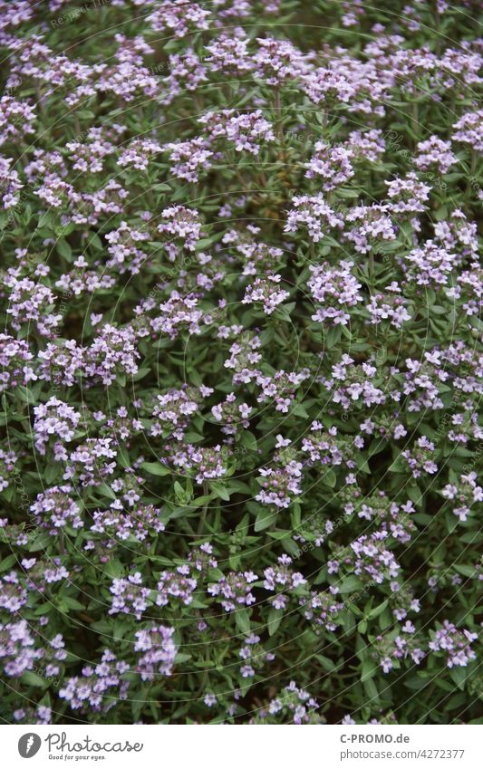 flowering thyme Thyme roman thyme Tripe Garden Thyme seasoning herbs blossoms Spice plant Spring Green lavender blue mediumpurple