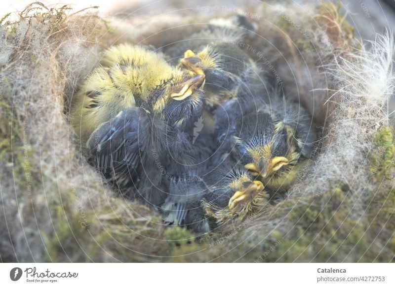 Tit chicks in the nest box Nature animals Bird Tit mouse Songbirds Chick Small Wild animal Feather Beak Day daylight Death dead Grief loss Environment Yellow