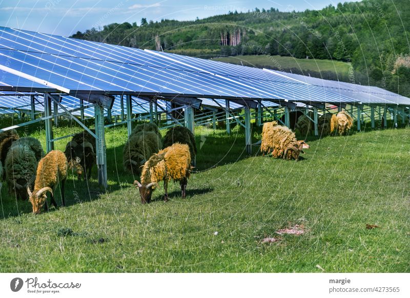 Sheep grazing under a solar plant sheep Meadow graze Solar cell Herd Nature Solar Energy Solar system solar energy Renewable energy Energy industry Solar Power