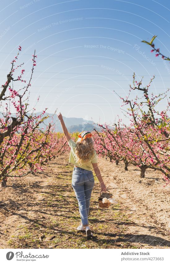 Carefree woman walking along field with blooming trees garden flower carry wicker basket countryside female plant grow flora lush natural growth rural summer