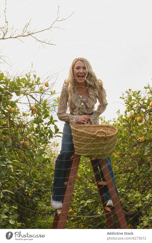 Screaming woman standing on ladder in garden with lemon trees scream yell harvest fruit fun agriculture female shout mouth opened expressive wicker basket
