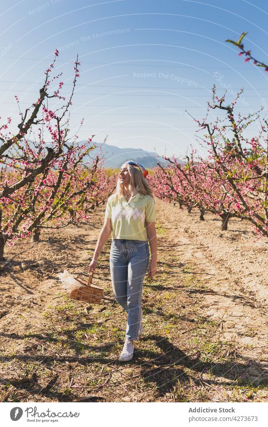 Carefree woman walking along field with blooming trees garden flower carry wicker basket countryside female plant grow flora lush natural growth rural summer