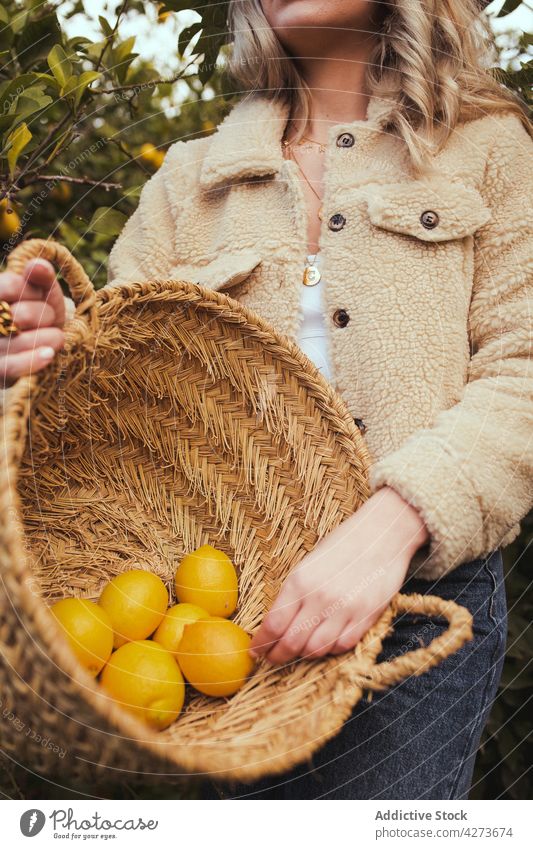 Woman with basket of ripe lemons in garden woman harvest orchard agriculture fruit collect wicker plantation female countryside rural vegetate grow cultivate